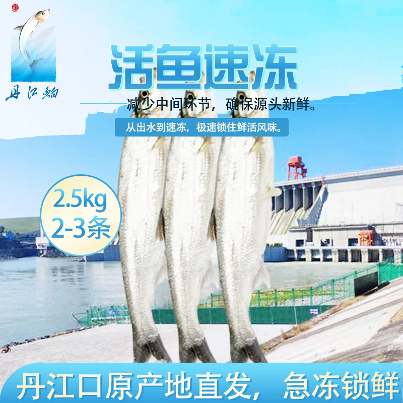 丹江口专供翘嘴鲌 水库鱼现捕冷冻冰鲜鱼 速冻鱼顺丰冷链