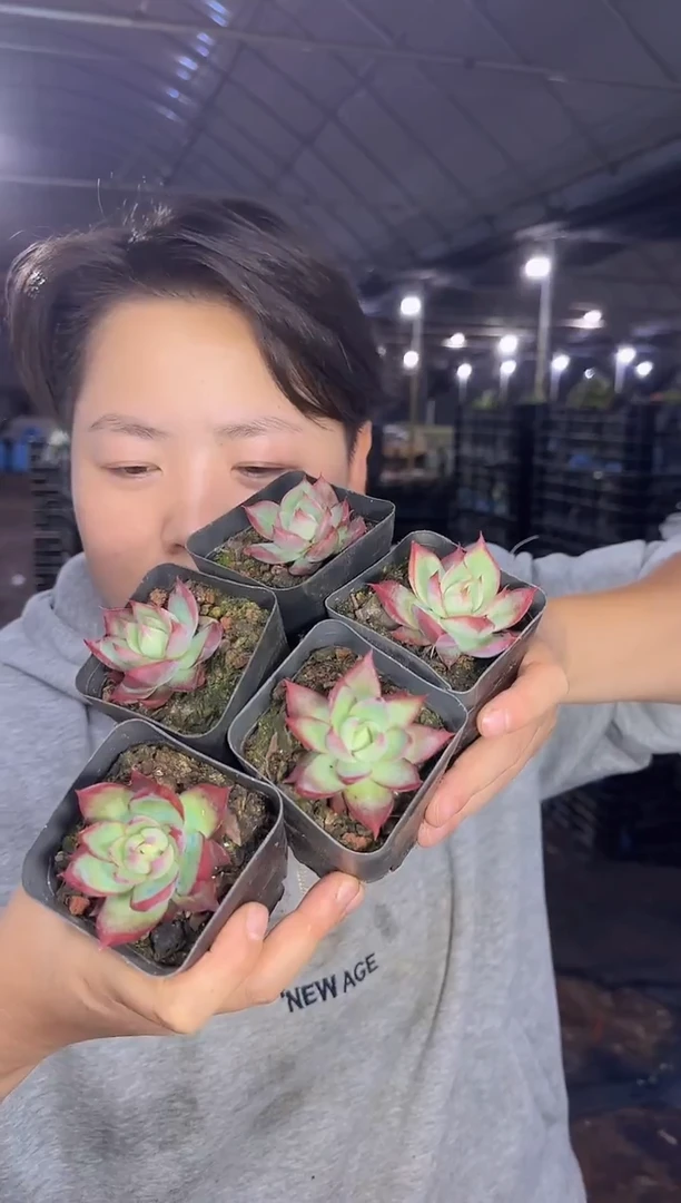 惊鸿仙子带盆品种随机5颗 9.99