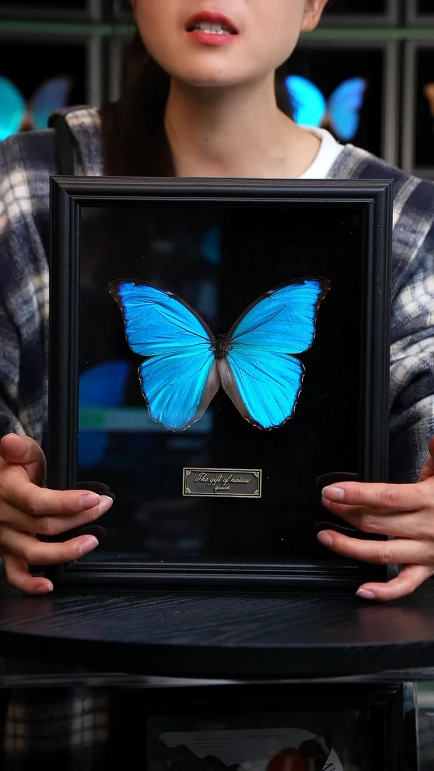 大蓝闪蝶黑绒底版10寸欧式框（带证书）