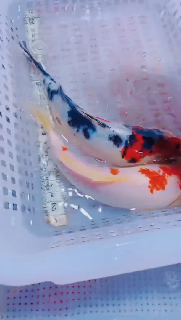 锦鲤血统锦鲤全场包邮235