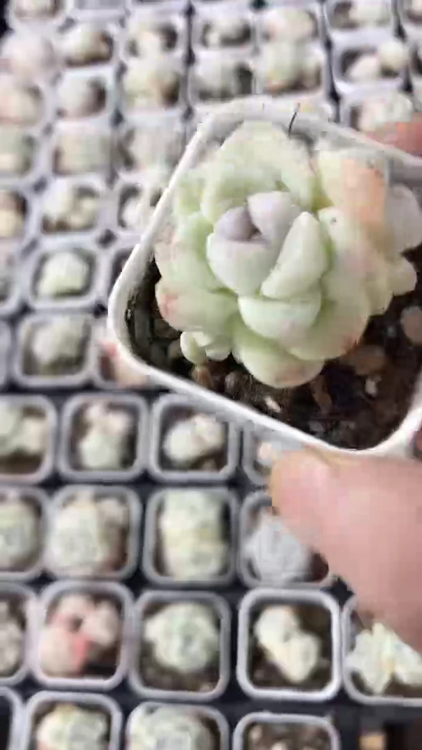 【闪购商品】五方冰玉单双多肉