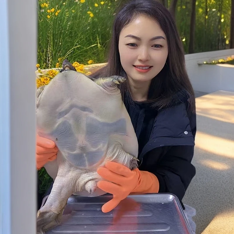 山妹子生态仿野生甲鱼