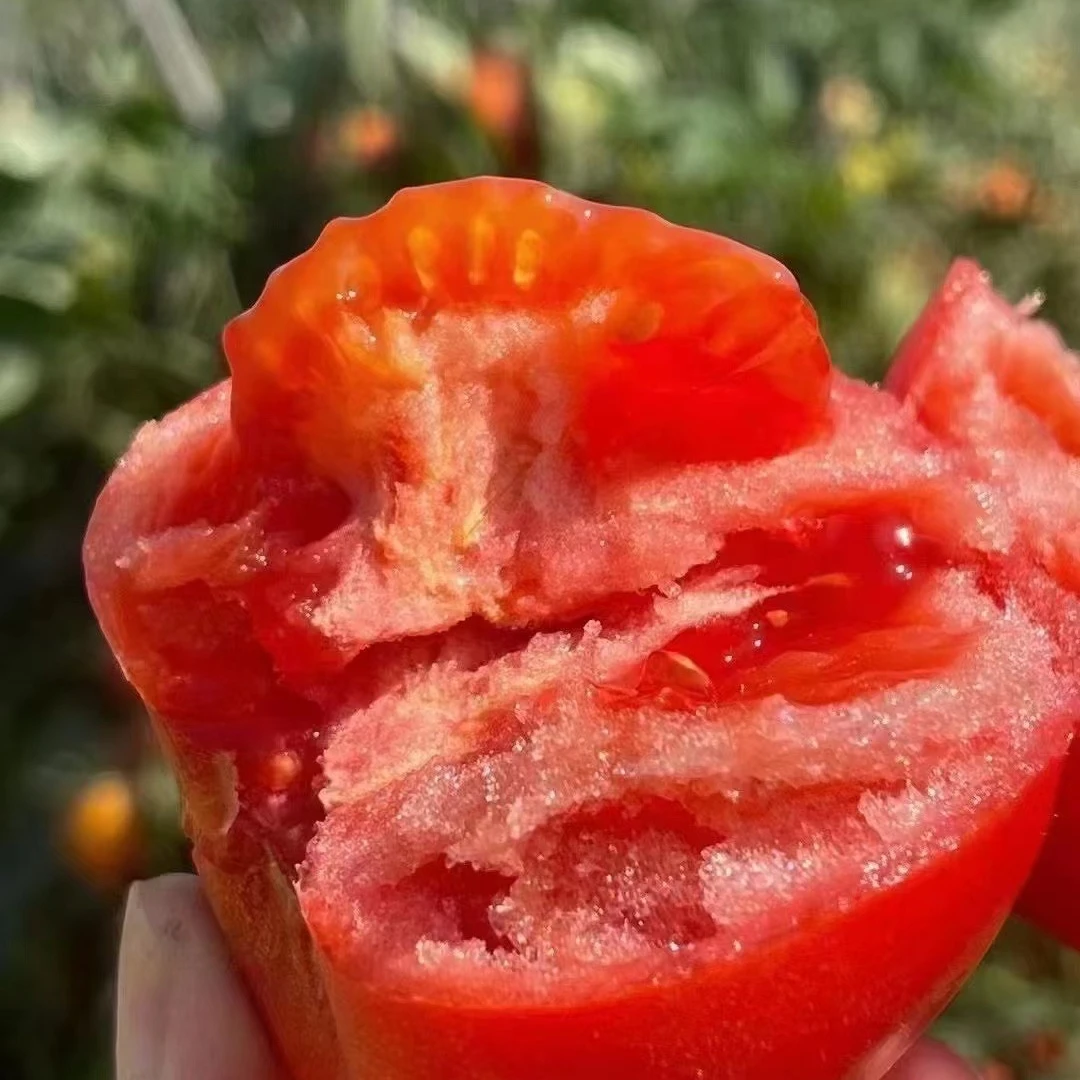 攀枝花高山露天沙瓤西红柿蔬菜普罗旺斯西红柿现摘现发