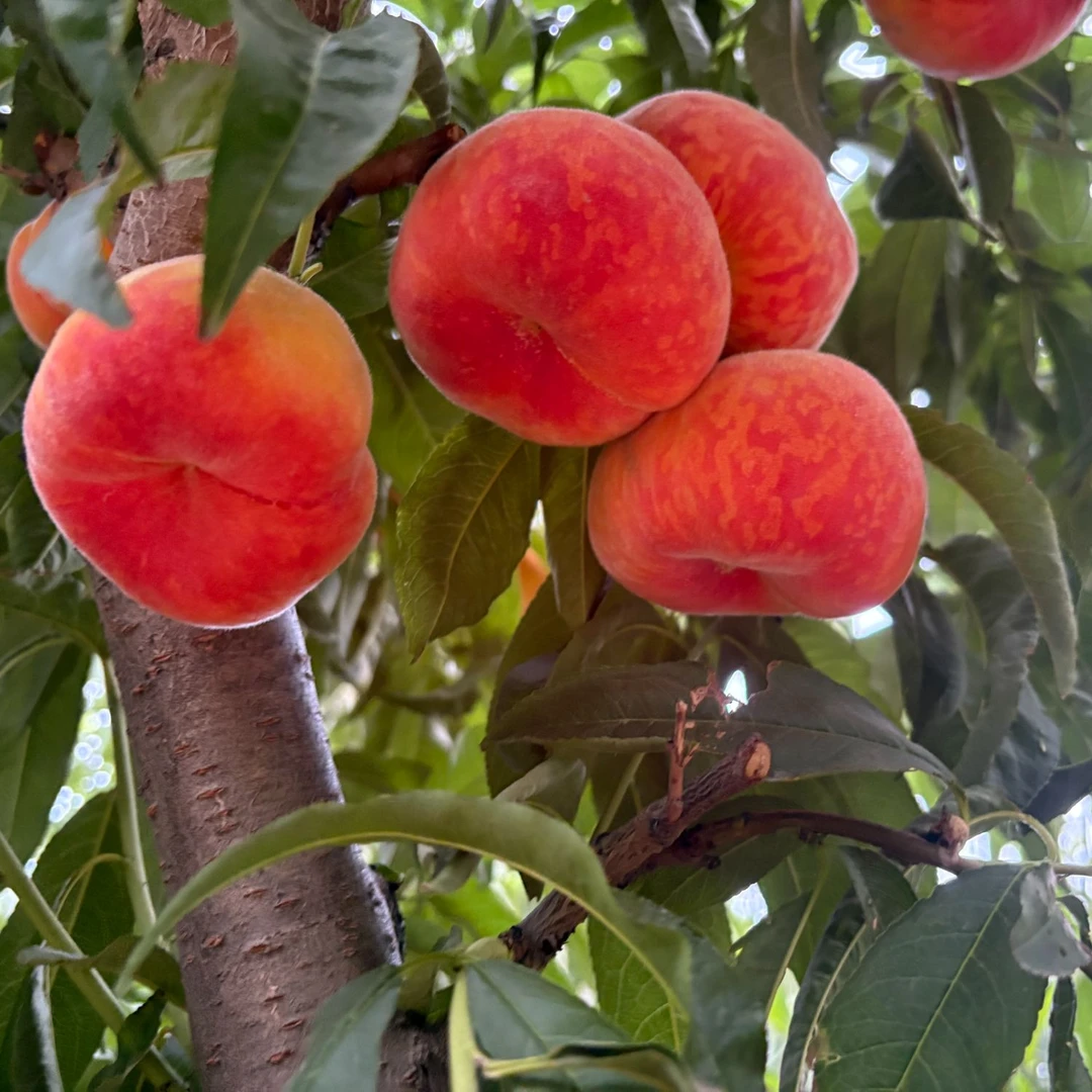 【顺丰包邮】正宗彩虹毛蟠桃新鲜采摘脆软两吃香甜多汁当季新鲜水果