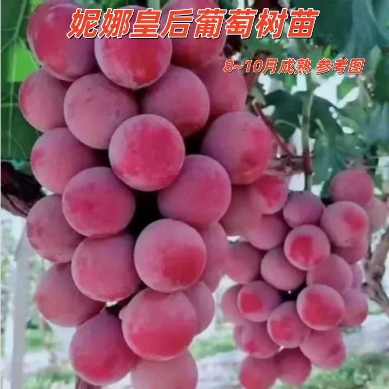 新品种无核葡萄妮娜皇后葡萄苗盆地栽南北方种植葡萄树苗当年结果