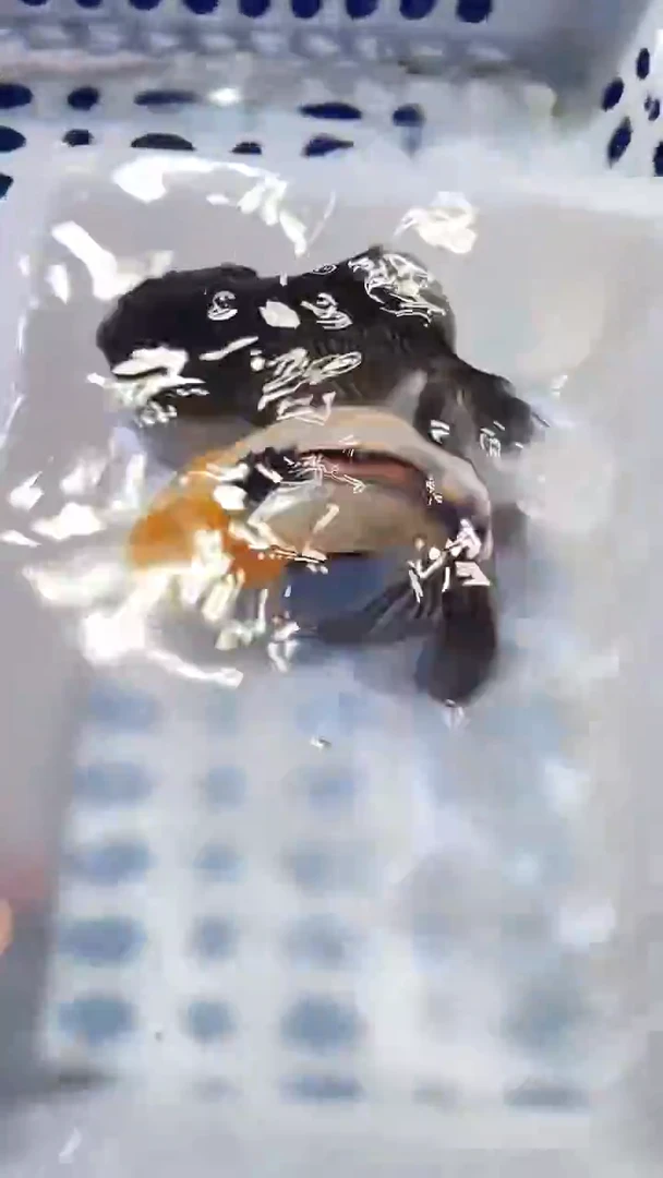 金鱼活体观赏鱼36号