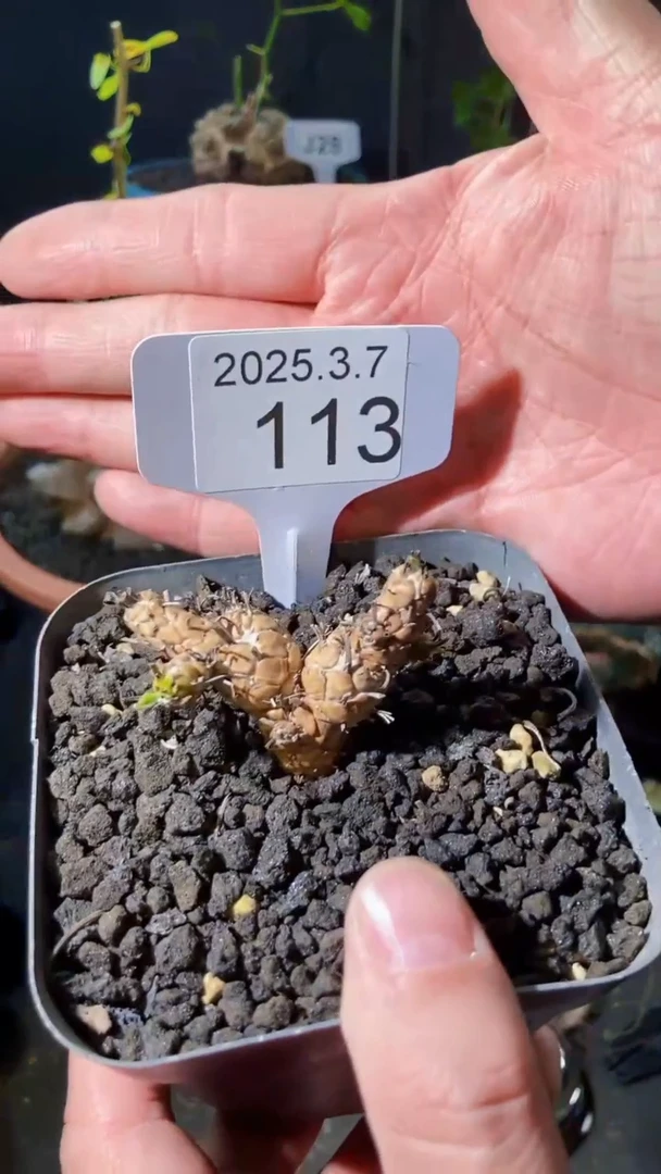 【闪购商品】苏铁厚敦菊3.7.113