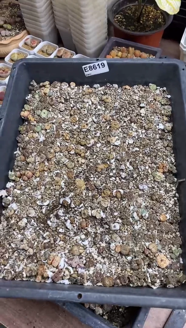 8619直播间一物一拍