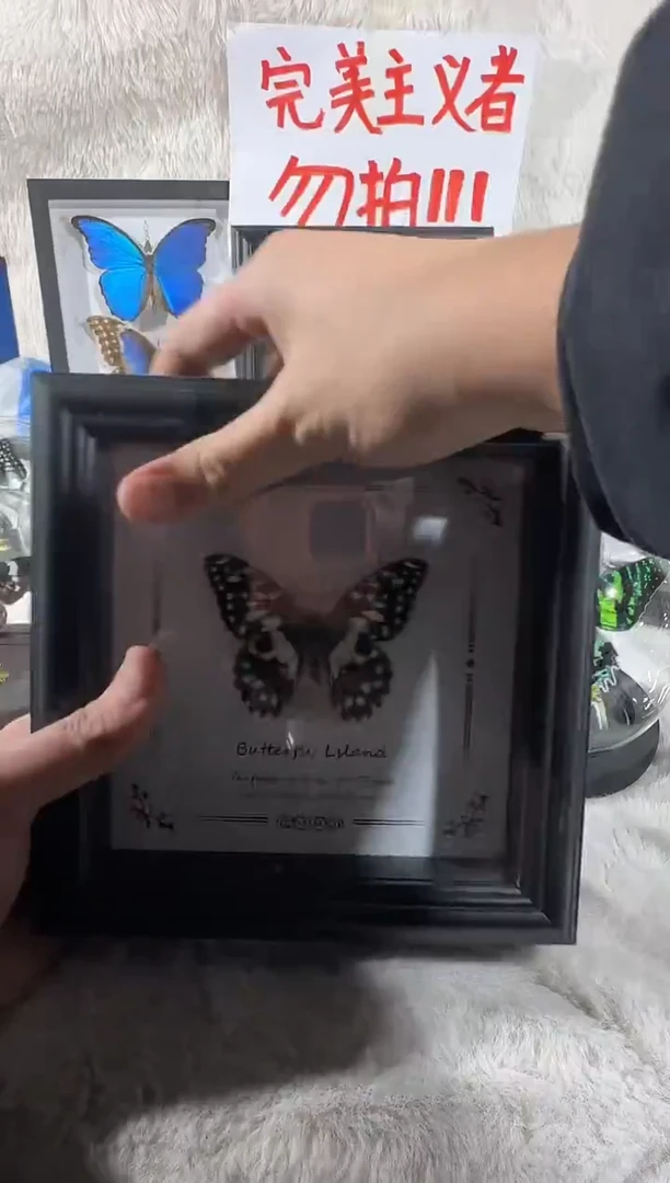 达摩蛱蝶相框