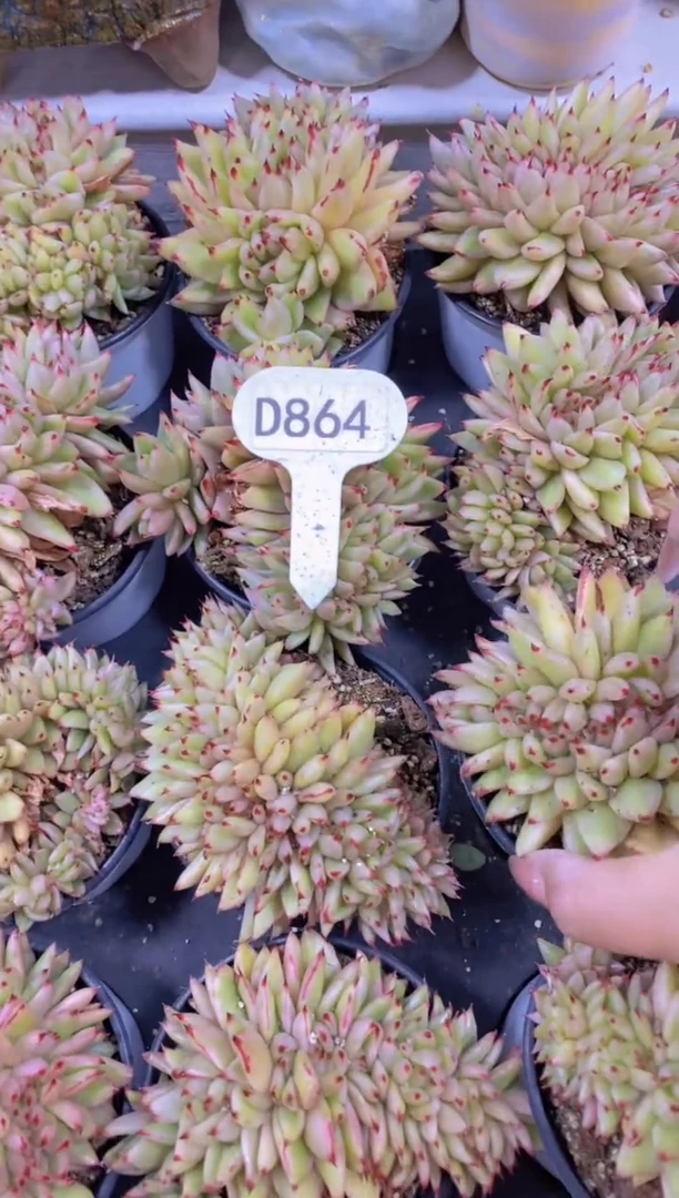 【闪购商品】D864-艾克魂缀化