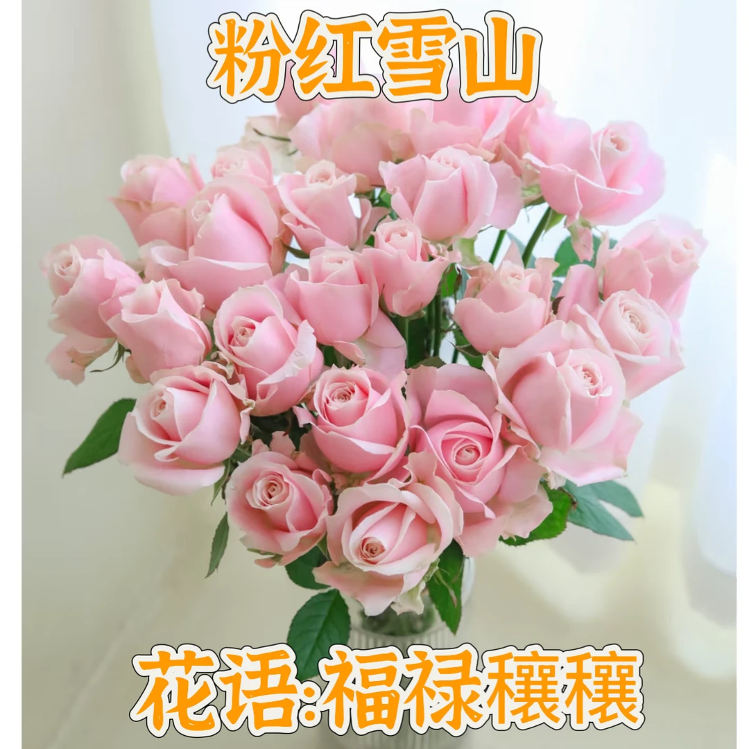 特价【次日达·粉红雪山】10支粉红雪山鲜切花·全场两单顺丰包邮次日达