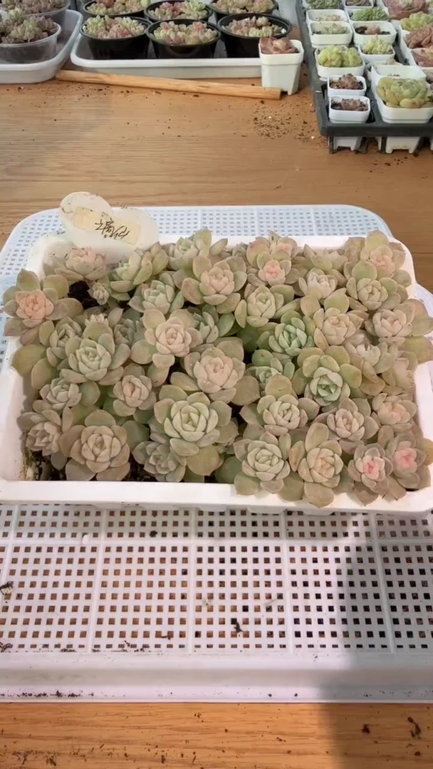 谪仙 白方框 1盒 多肉