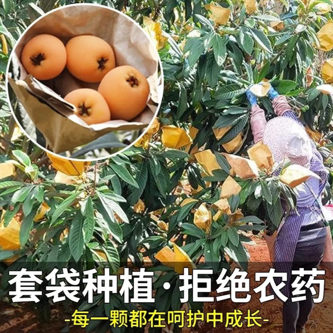 【先亏200单】云霄乌山枇杷产地直发应季水果新鲜五星现摘现发新鲜