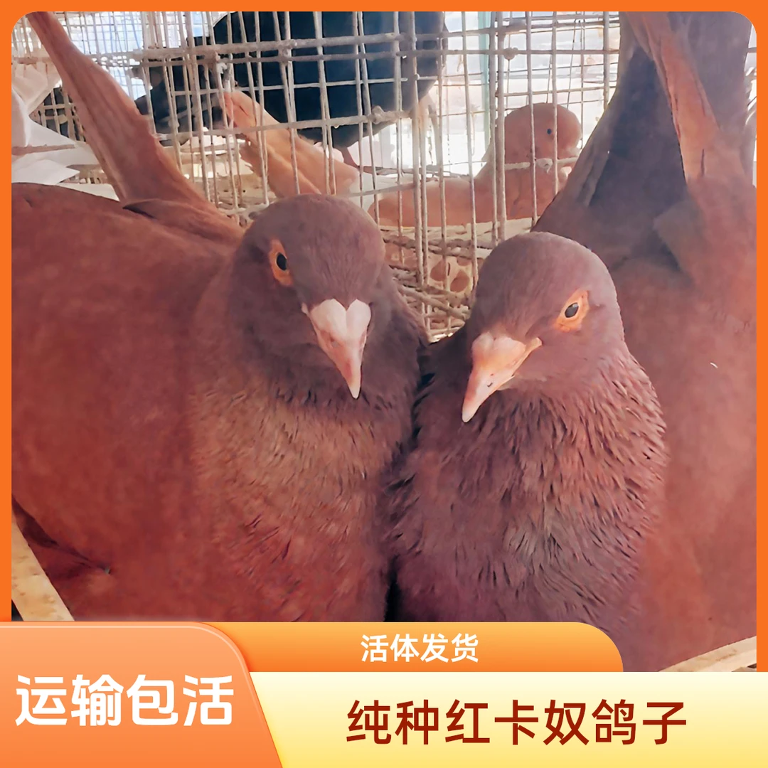 梦鸽子活体一对落地王鸽子纯种大体鸽活体生鲜肉鸽信鸽青年鸽子