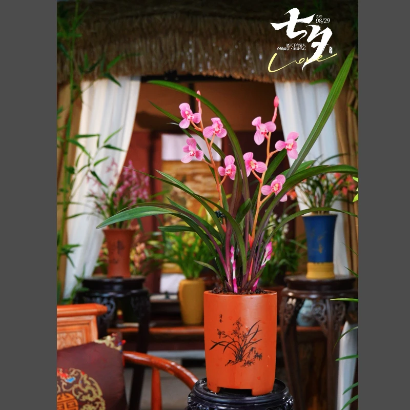 建兰 带花苞 [红草红荷] 配紫砂花盆种好室内客厅盆景好养兰花