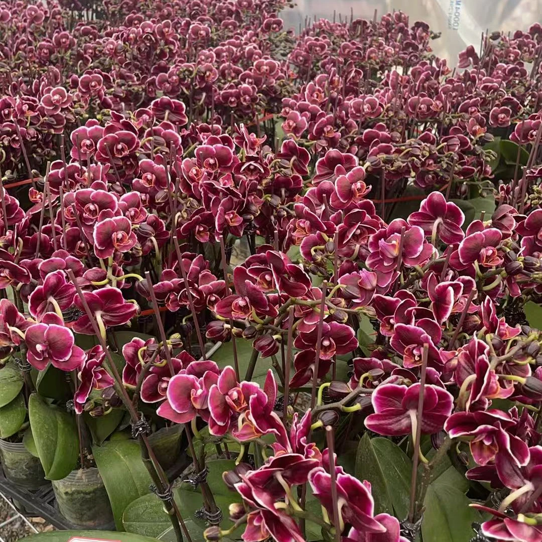 兰屿LYSLAND【三合小王子】蝴蝶兰鲜花盆栽春