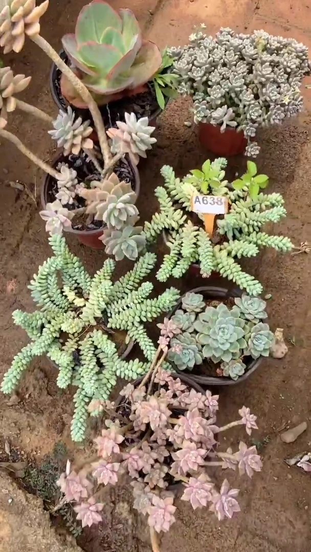 A638购清风花木兰多肉组合脱土发货
