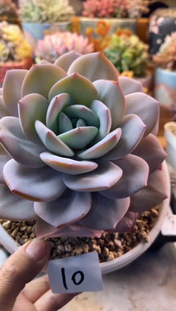 10奶茶老桩11111111111111