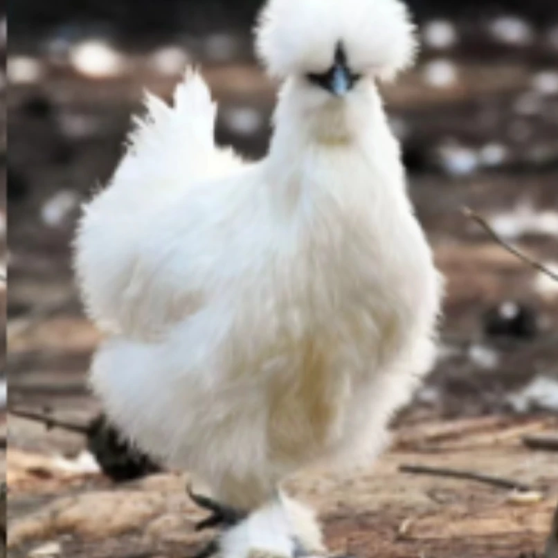 丝毛乌骨鸡庭院观赏鸡泰和乌鸡宠物鸡到家3.5斤重白色羽毛