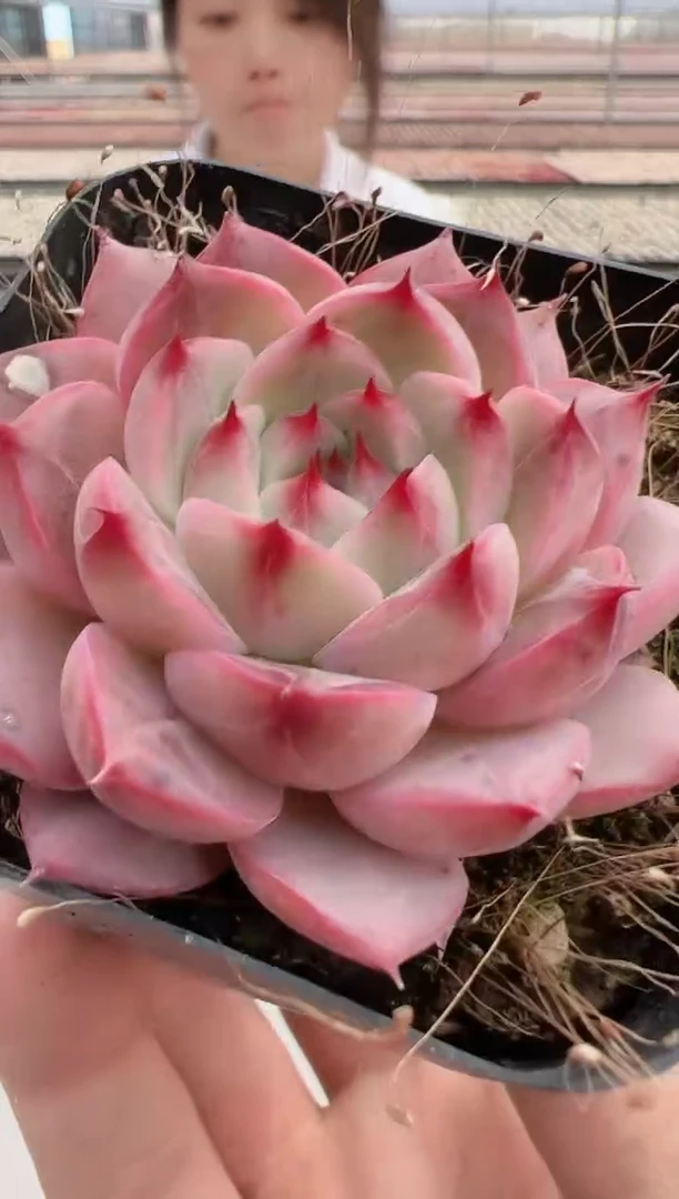 【闪购商品】新款多肉-115