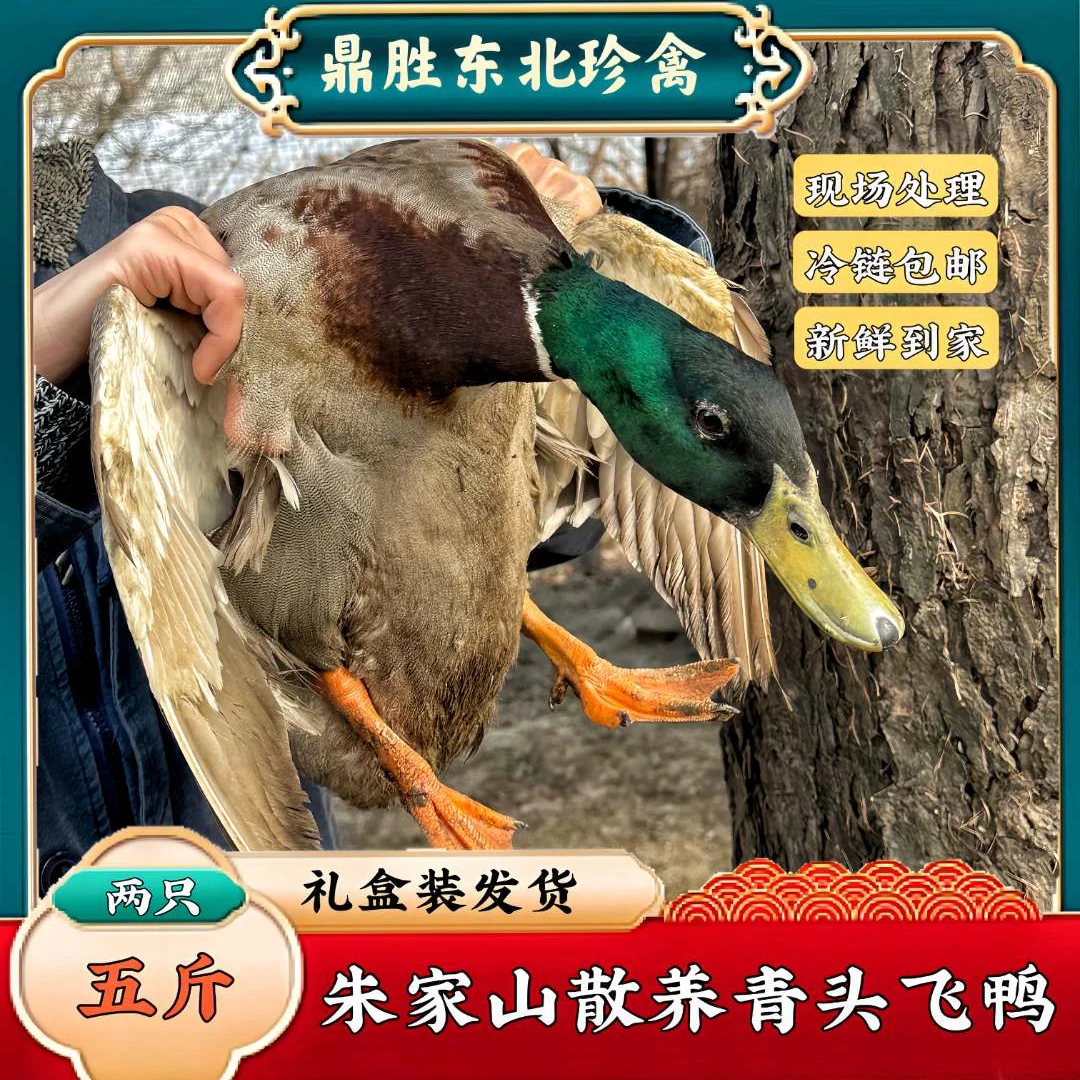 【东北直发】东北朱家山散养青头飞鸭两只五斤现杀礼盒装青头鸭