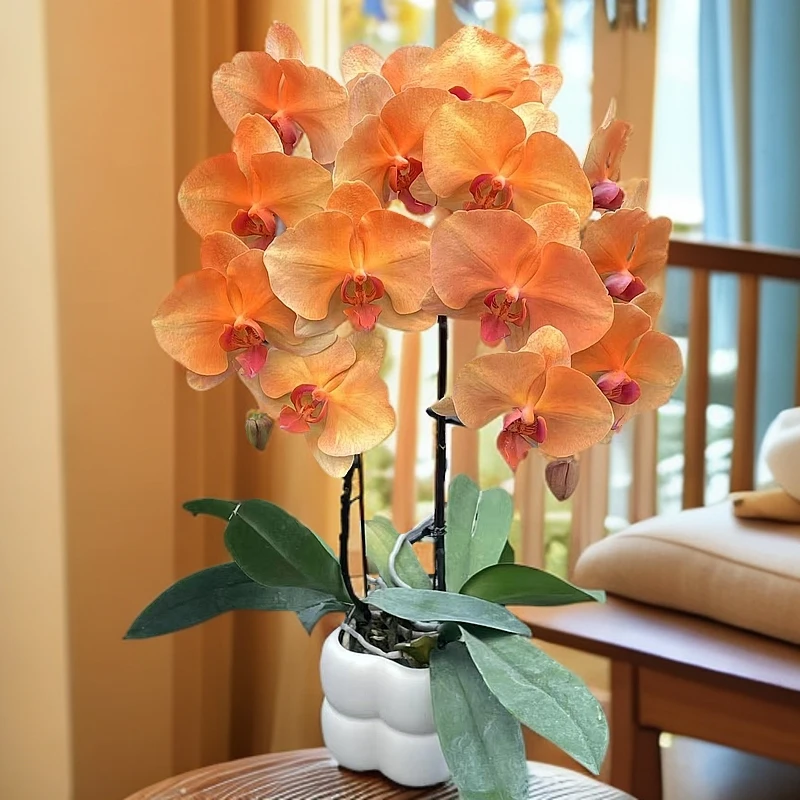 蝴蝶兰【日不落】复古橘黄色系室内种植喷染工艺观赏送礼带花发货