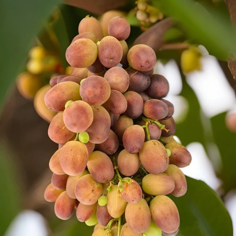 安宁渠本地农家大姐家马奶子葡萄（2公斤起售，京东包邮）
