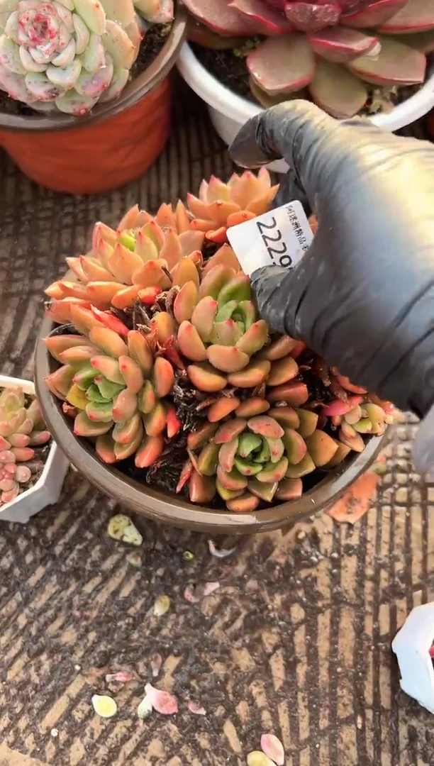 用****4多肉植物一物一拍22298