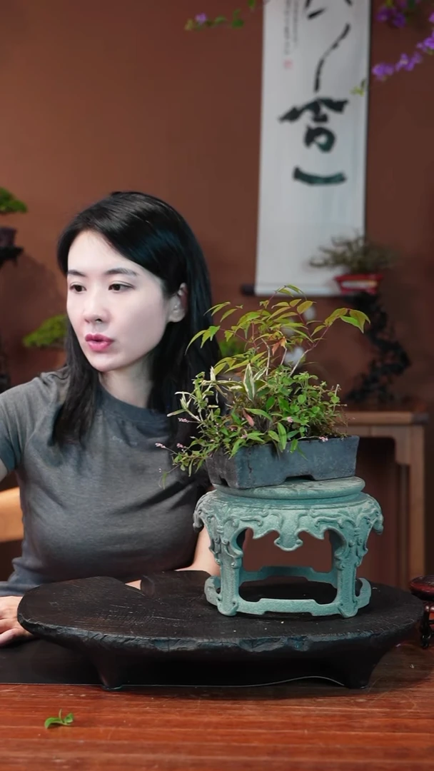 无花朵小槭树盆景盆景盆景