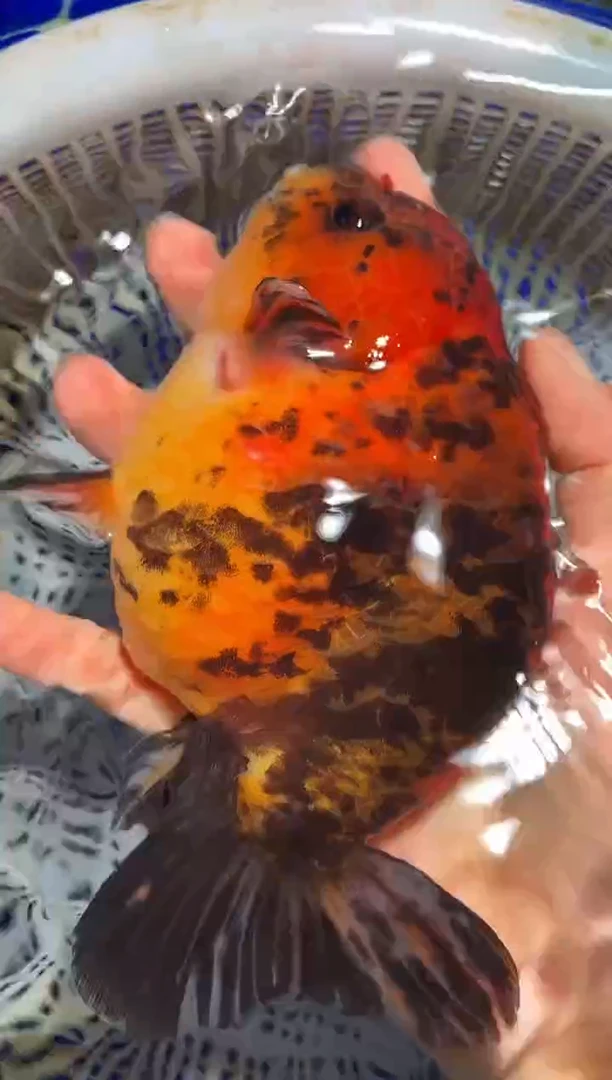 金鱼（运费自理，马印灯照射）福州追鱼兰寿金鱼