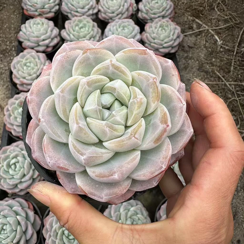 10#冰玉肥美版多肉植物      前男友精品多肉