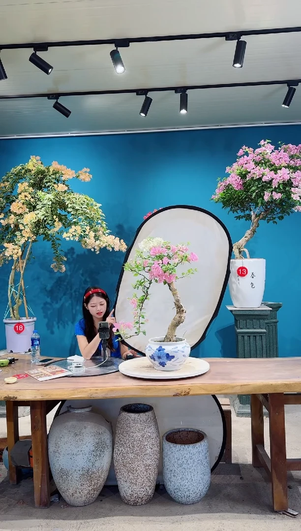 全部花朵广红樱三角梅