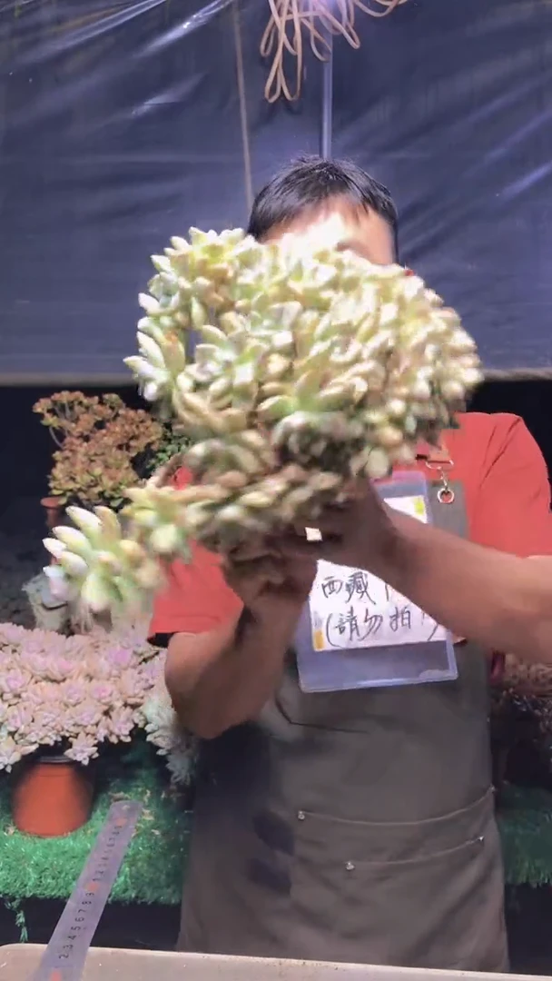 190淡雪缀化一物一拍