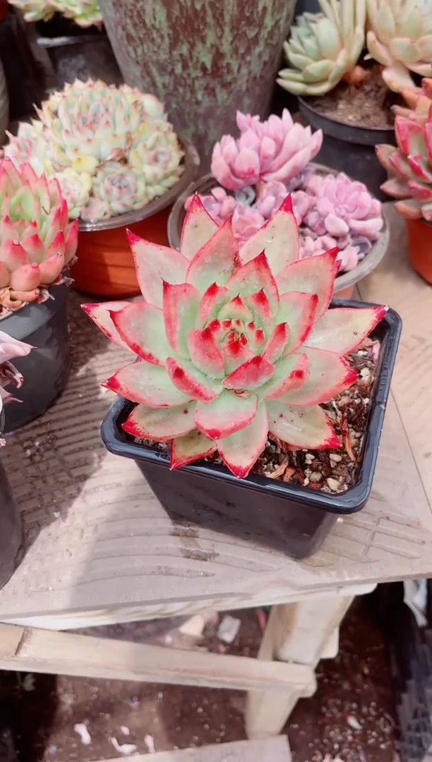 16294多肉植物一物一拍