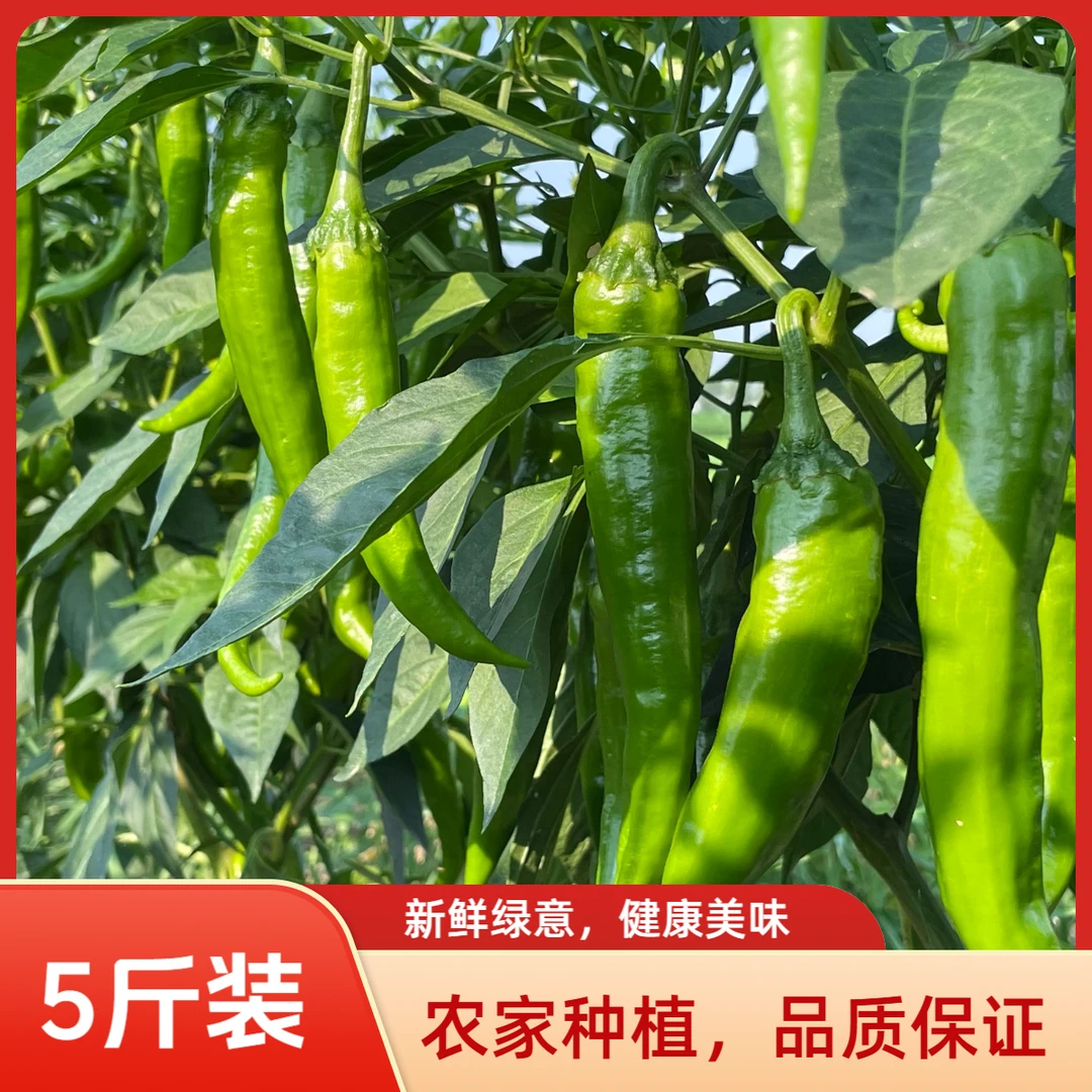 【5斤】农家自种新鲜现摘牛角椒羊角椒香辣多汁皮薄肉厚香辣辣椒