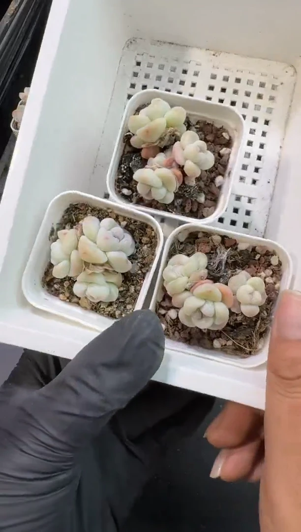 【闪购商品】76号到手1框-江北多肉