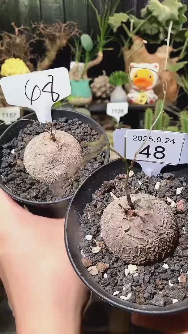 48号924福利南非龟甲龙买1个送1个