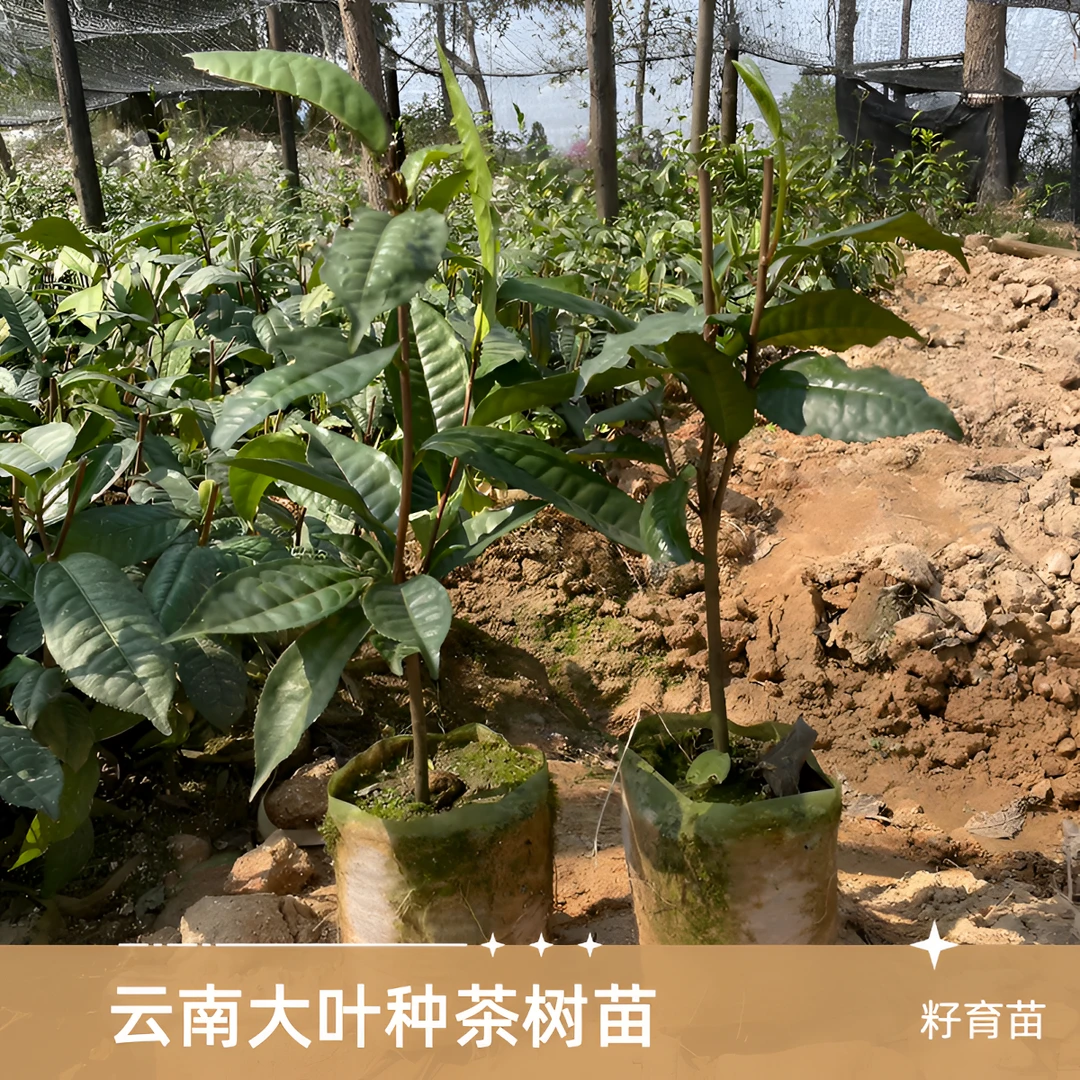 云南大叶种茶树苗     三年苗