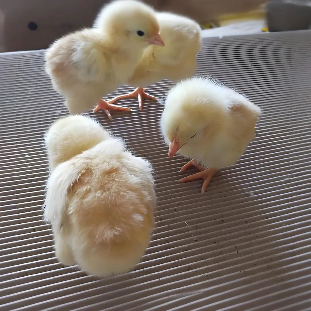 【拍49只发55只】宠物鸡农村散养正宗产蛋王九斤红顺丰包邮产蛋鸡