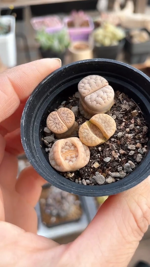 【闪购商品】9625直播一物一拍