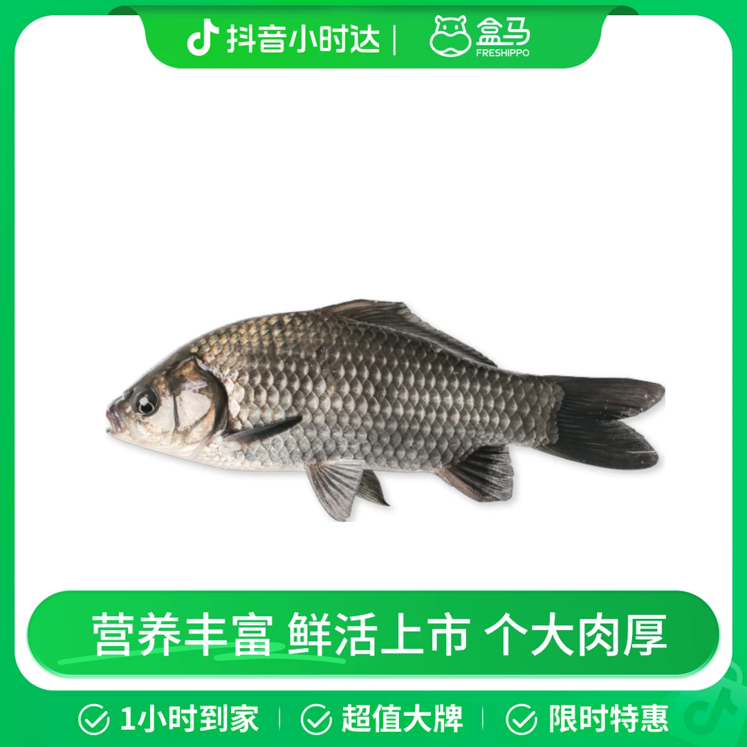 鲜活 黄金鲫鱼300-400g/条鱼同城送