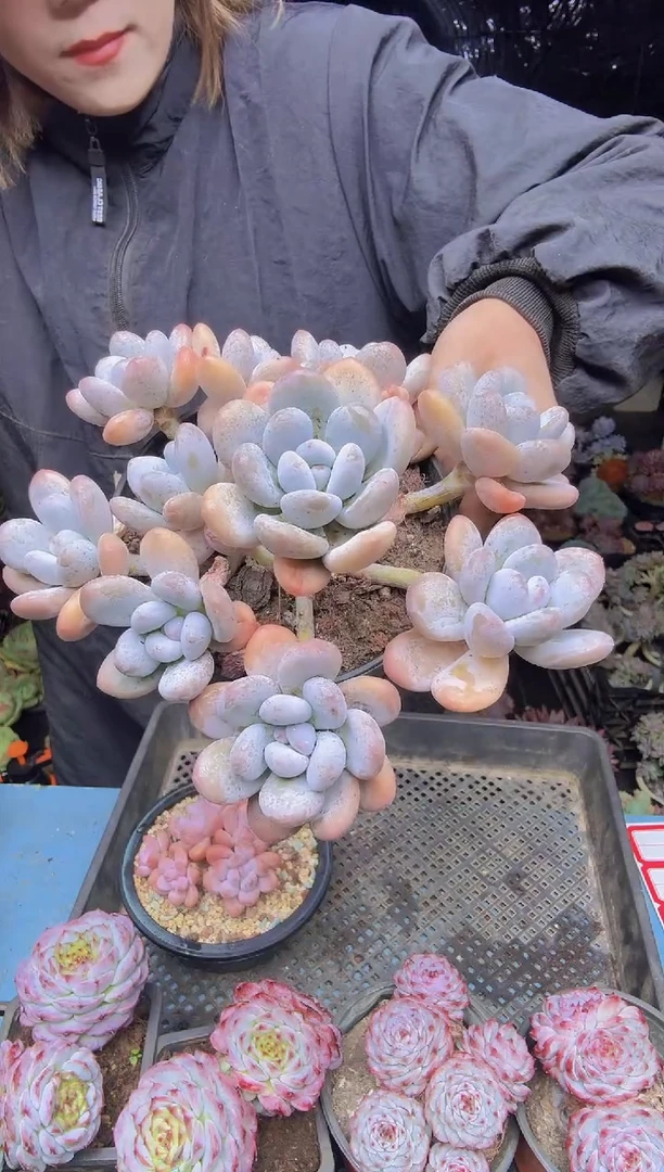 明***好45多头香水一物一拍