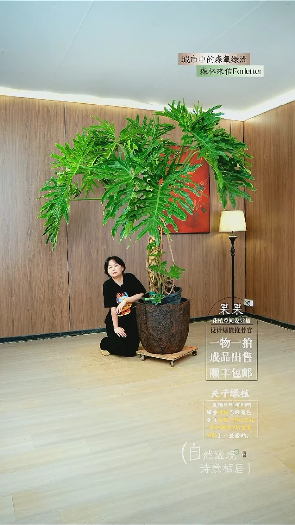 完全开放E***!原生老桩龙鳞春雨种好栽好一整套送货上门