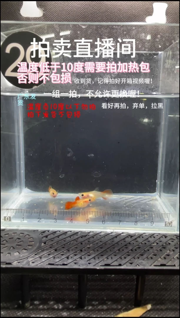 孔雀鱼银河琉璃  三条 编号  29