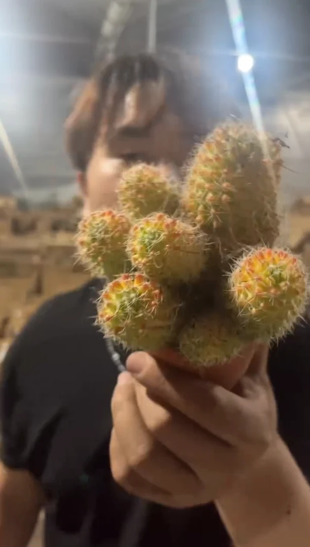 红娜丸 带崽【带根】