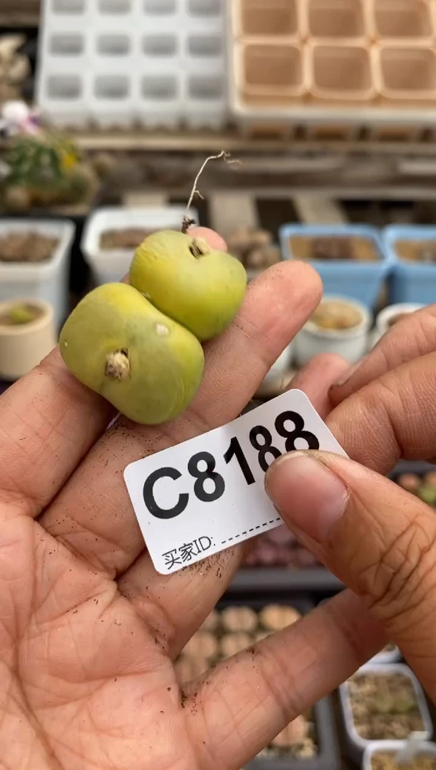8188直播一物一拍