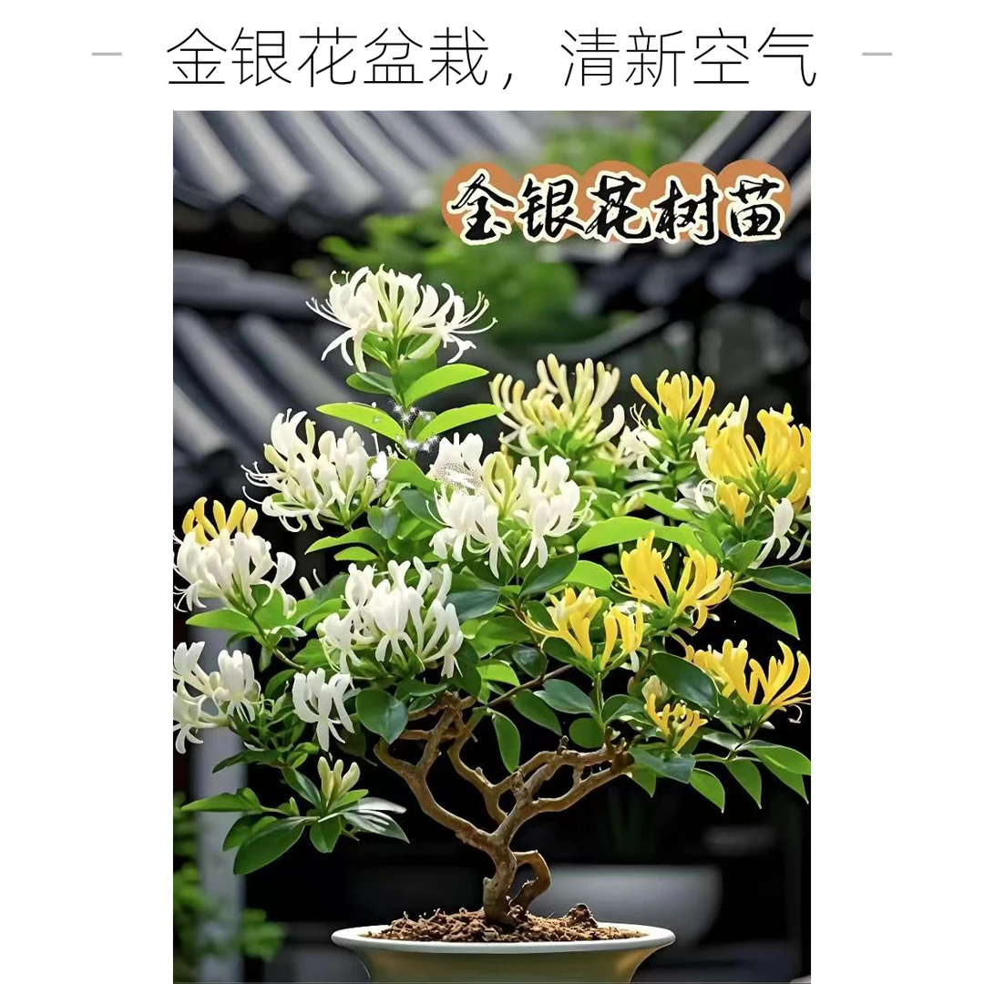 新手小白练手桩，四季金银花盆景。