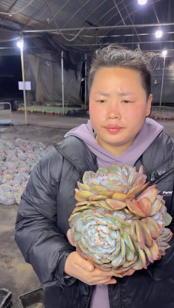 【闪购商品】89-三头起超大梦露22CM9.99