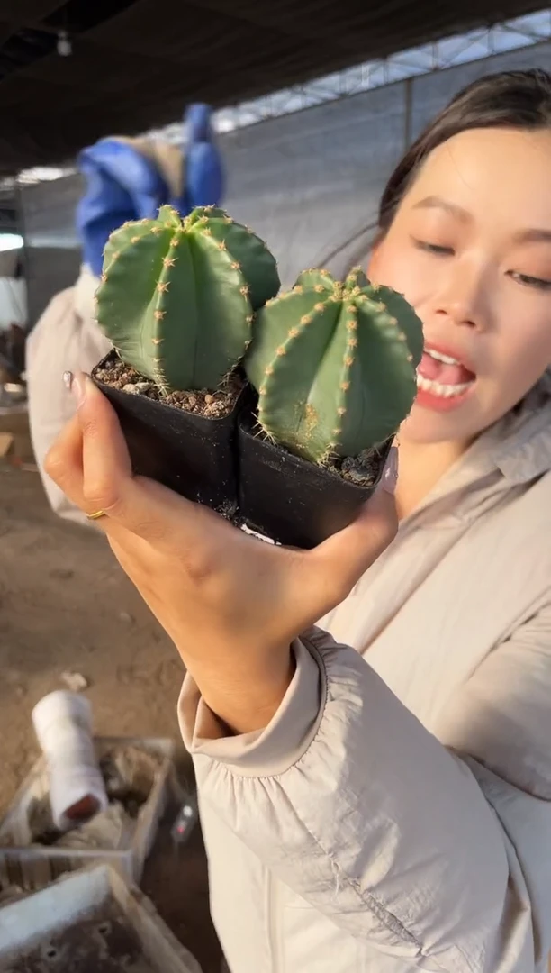 实生根微刺虾2颗  5