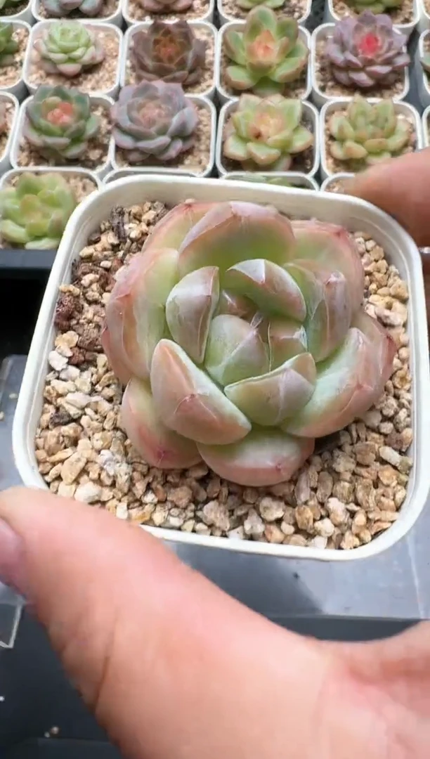212C云禹多肉植物 带盆土纸巾打包 3颗包邮